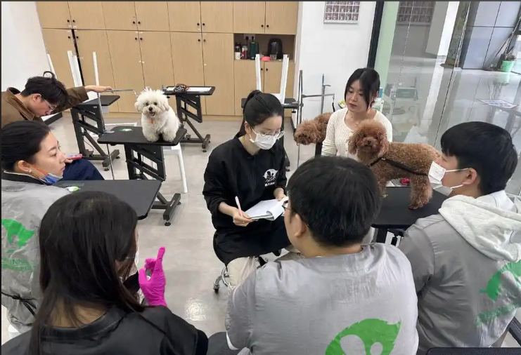 鹰潭市宠物美容培训宠物美容培训学校 - 排名
